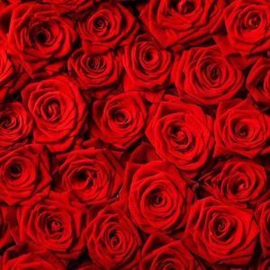 Meet your Posher, Alisa